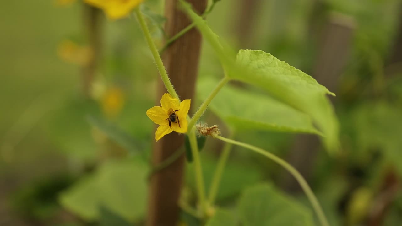 黄瓜和番茄在同一个温室里相邻的床上种植。乡村业余蔬菜种植视频素材