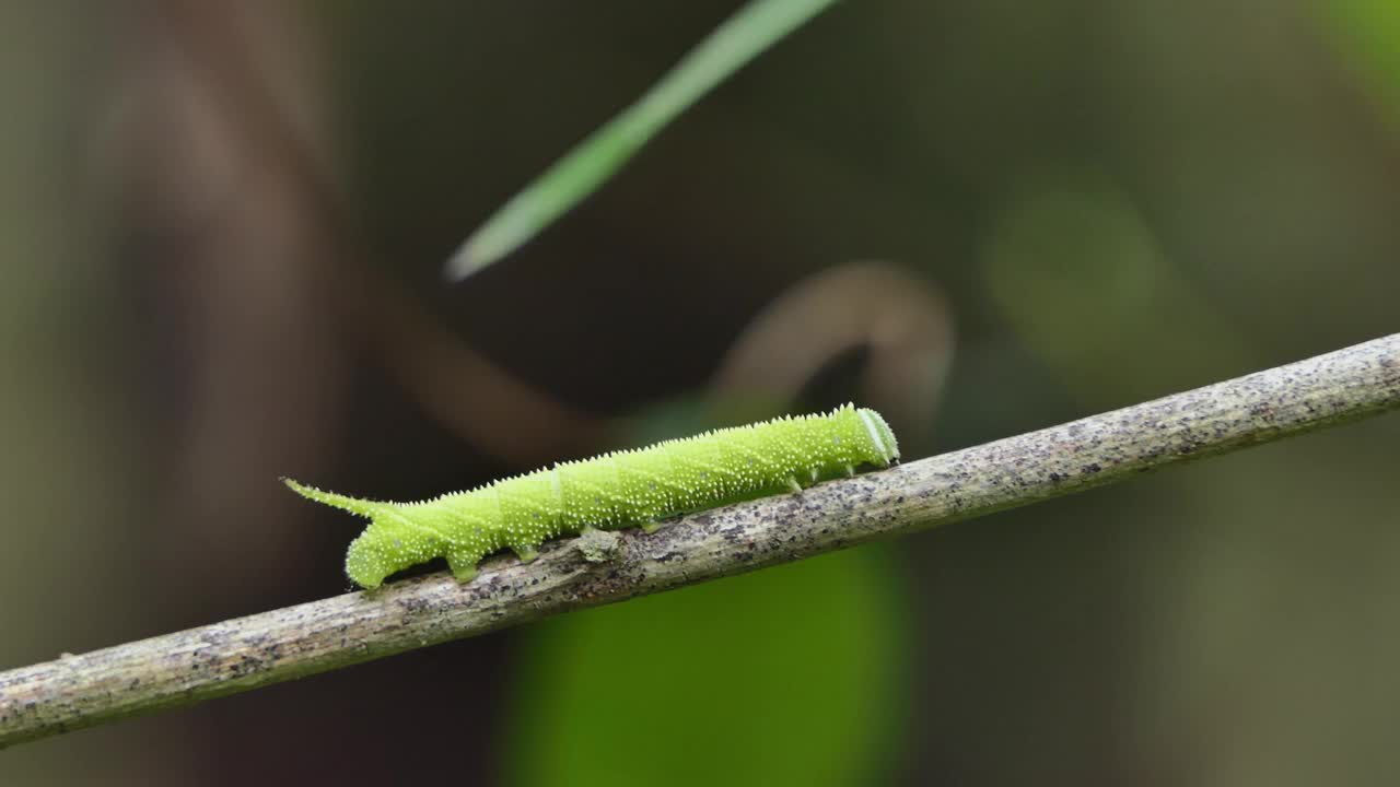 热带雨林中爬树的绿毛虫。视频下载