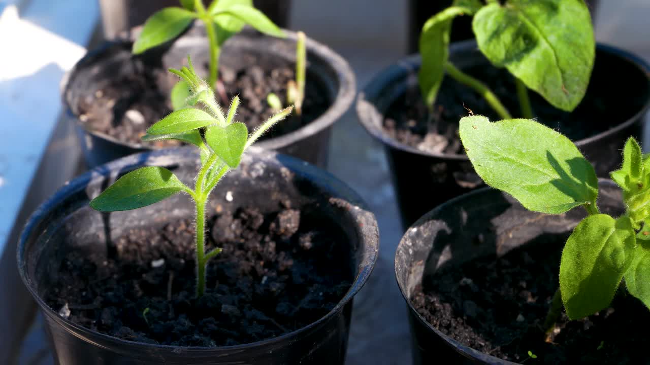 小盆里的幼苗。全景。视频素材