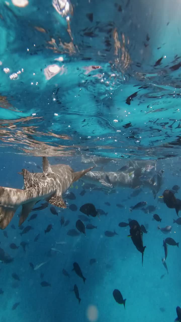 热带海洋生物，有鲨鱼和许多海底热带鱼。俯视图视频素材