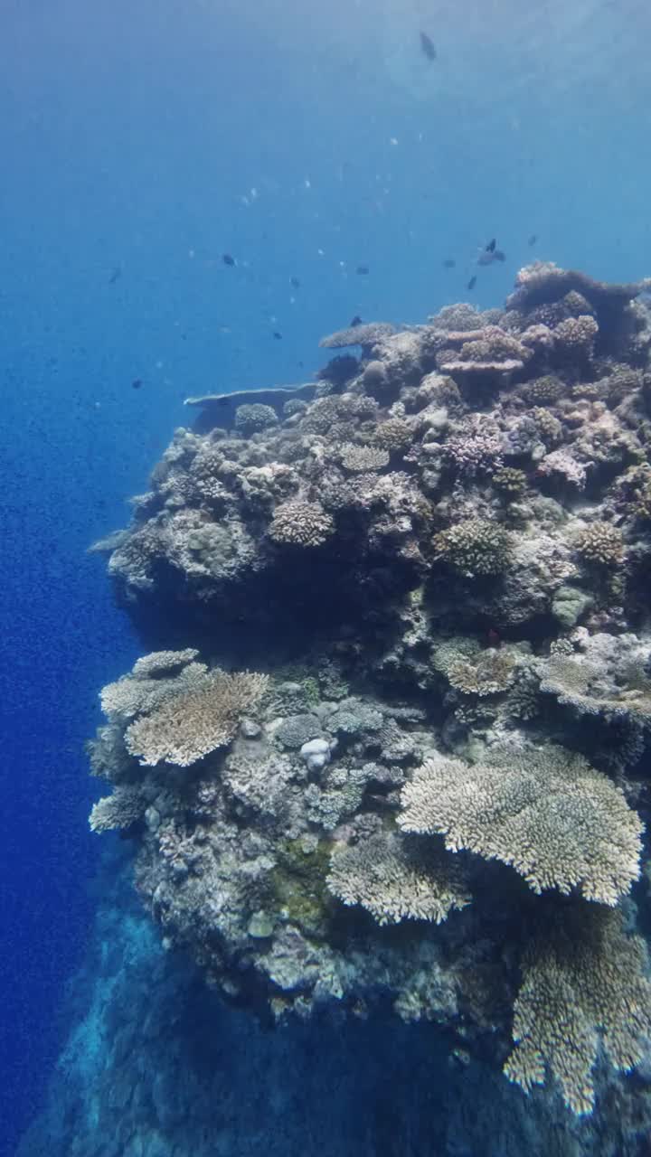 深海风景，珊瑚和鱼在热带蓝色的海。垂直镜头视频素材