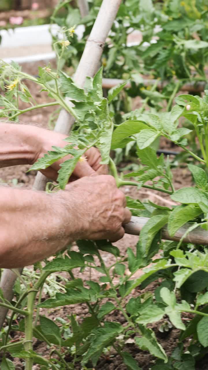 一名男性农民正在田间捆绑番茄植株，使其生长。有选择性的重点视频下载