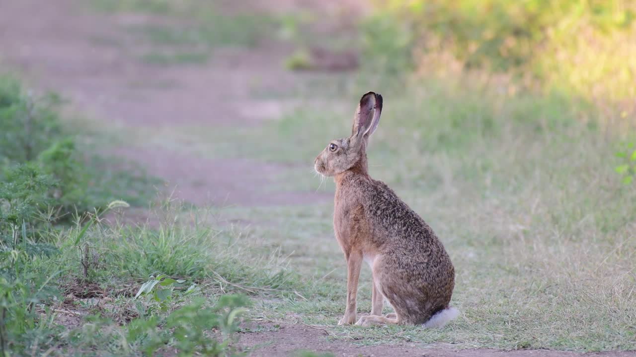 欧洲野兔(Lepus europaeus)，也被称为棕色野兔，正站在一条乡间小路上。视频素材