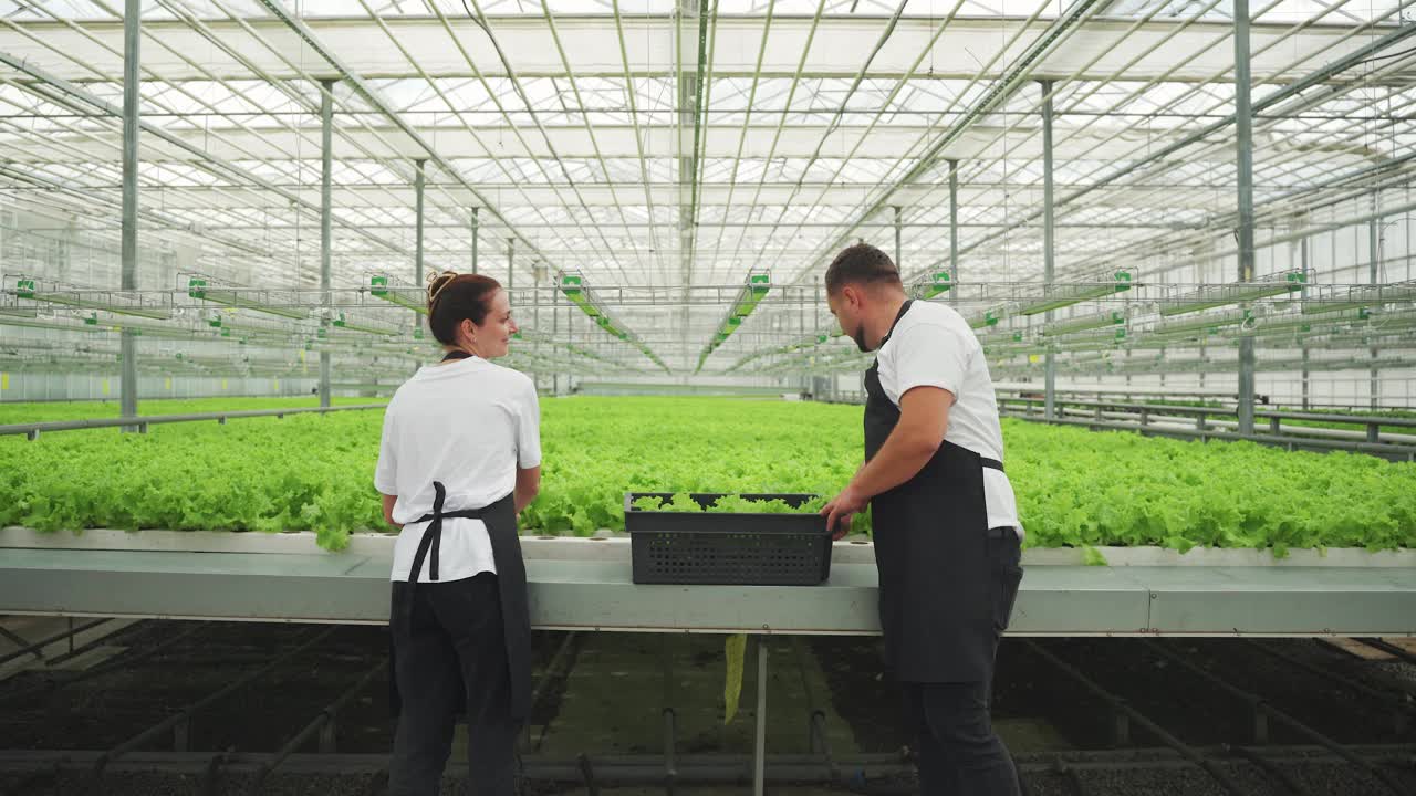 种植生菜。男女工人在温室里收割生莴苣叶。水培床工业栽培蔬菜，有机沙拉。健康饮食和素食主义的概念视频素材