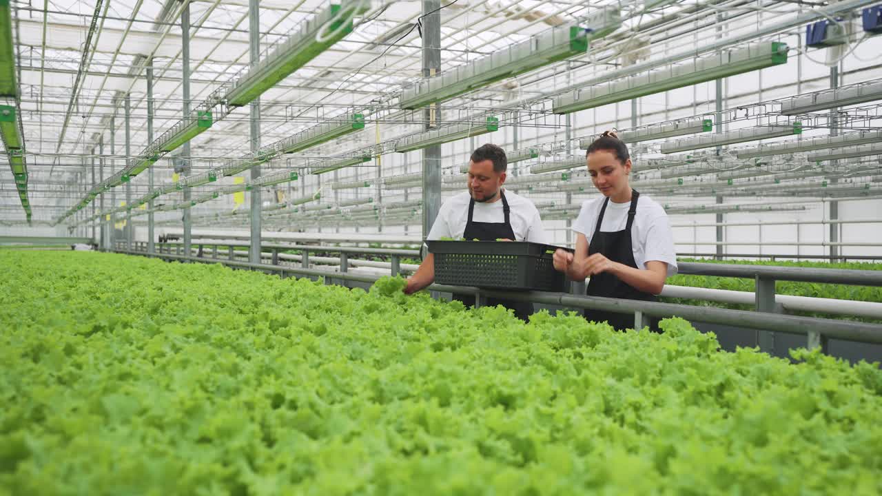 温室里的新鲜生菜一名工人和一名女工在温室里收获生菜叶子。健康饮食和素食主义理念视频素材