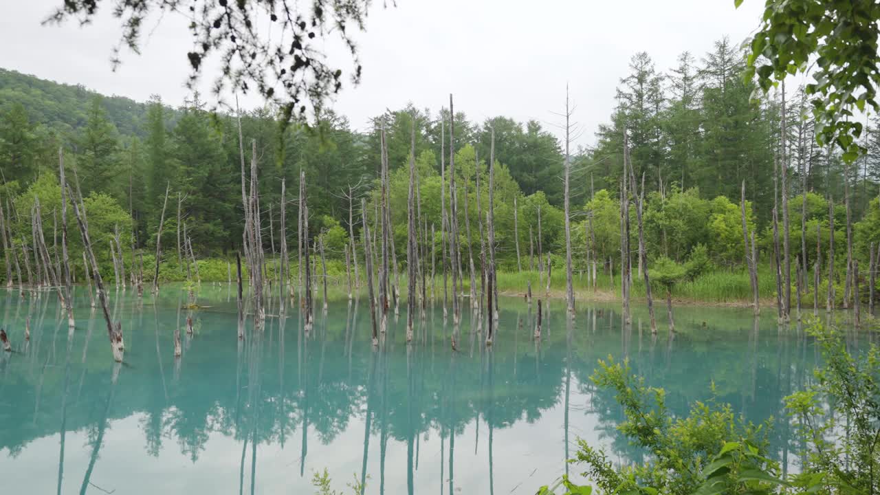 北海道Biei的蓝色池塘视频下载