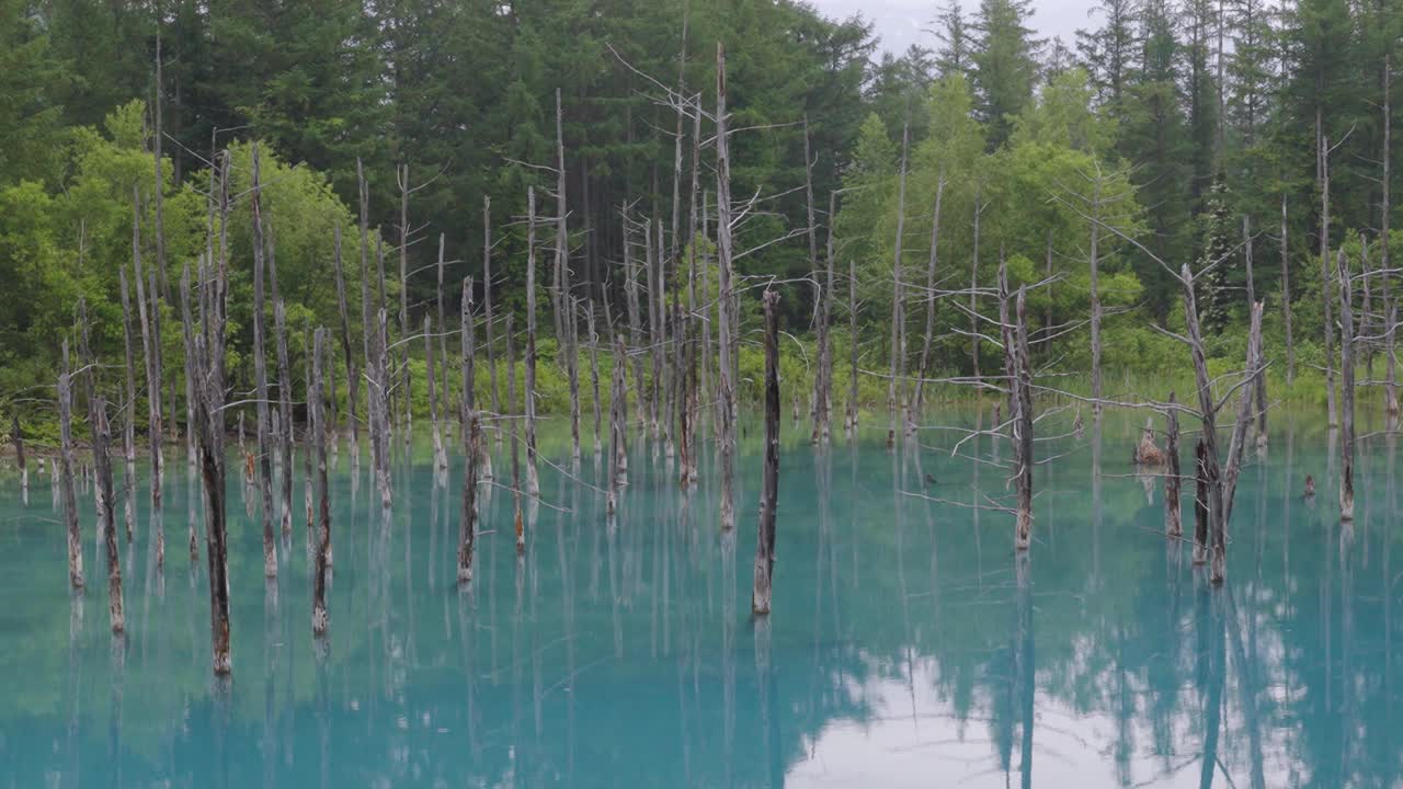 北海道Biei的蓝色池塘视频下载