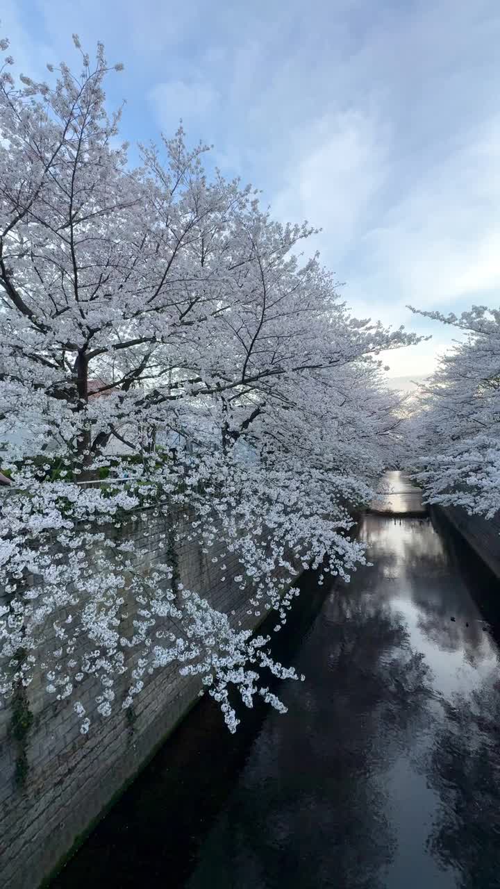 河边樱花盛开视频素材