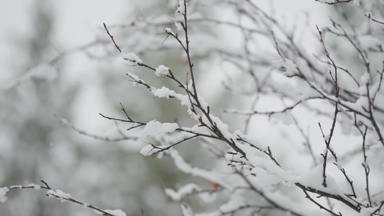 在第一场雪中，精致的雪花慢慢地覆盖在桦树的黑色细长的树枝上。视频素材