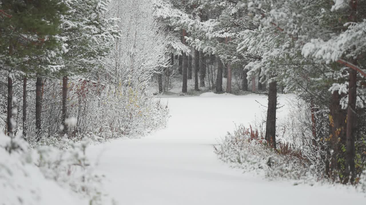 宁静的冬季景观——第一场雪覆盖了松林，覆盖了蜿蜒穿过松林的道路。慢动作视差视频。视频素材