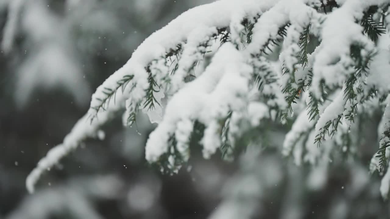 柔软的松针上缀着刚下的小雪，一派宁静的冬日景象。慢动作视差视频。视频素材