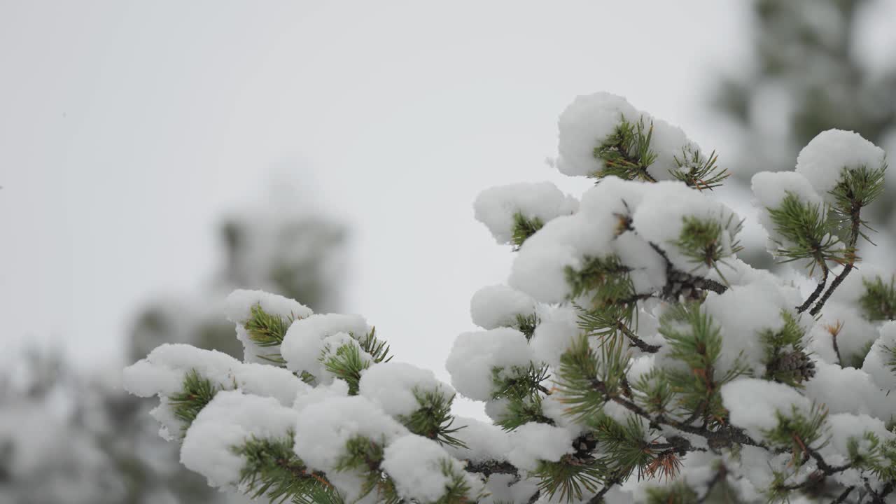 一个特写镜头捕捉到第一场雪慢慢地覆盖在松树的树枝上。视频素材