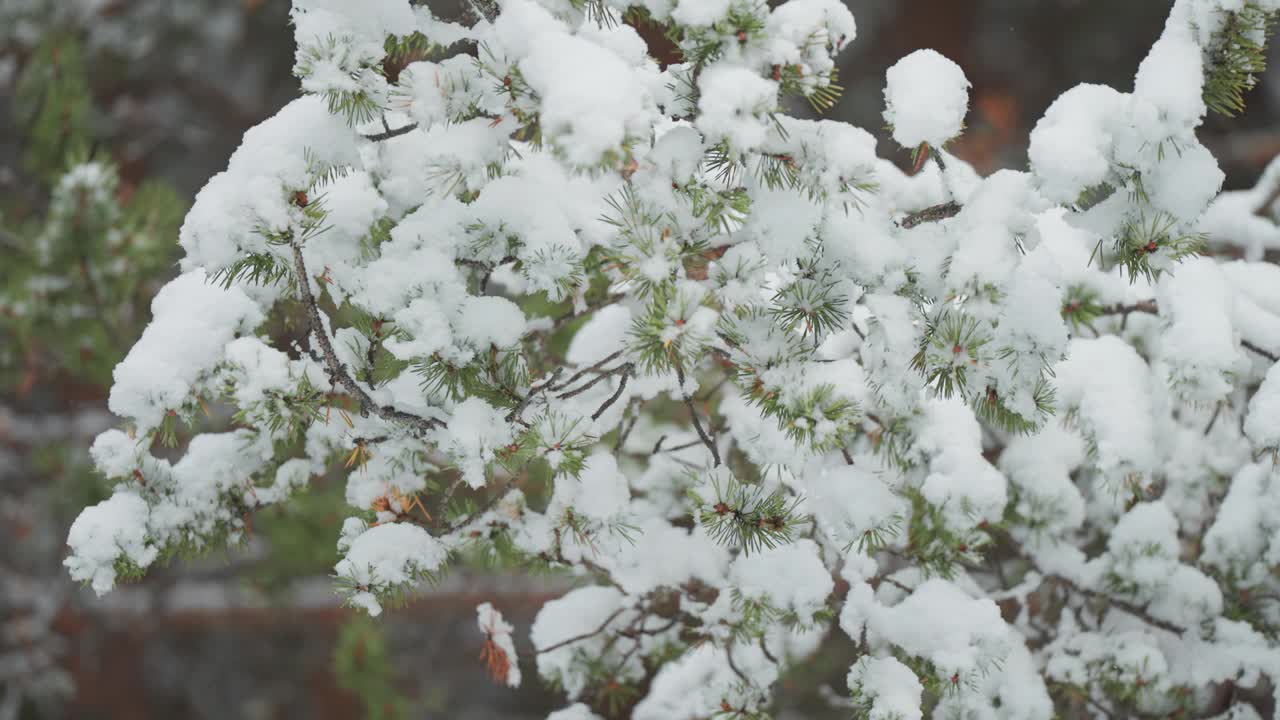 一个特写镜头捕捉到第一场雪慢慢地覆盖在松树的树枝上。精致的雪花增添了冬日景色的宁静之美。一个慢动作视差视频。视频素材