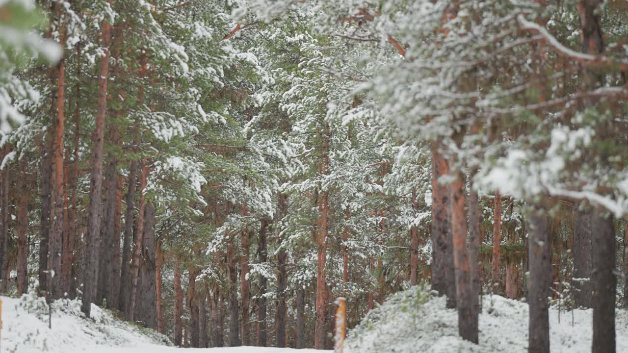 一条道路蜿蜒穿过一片完全被雪覆盖的松林。宁静的冬季景色捕捉到了白雪覆盖的原始美景。慢动作，视差视频。视频素材