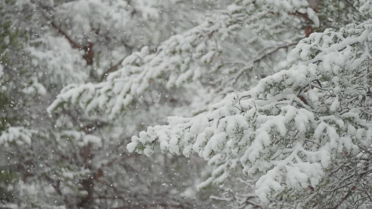 雪花轻轻地覆盖在松树的树枝上，营造出一幅宁静祥和的冬日景象。慢动作视差视频。视频素材