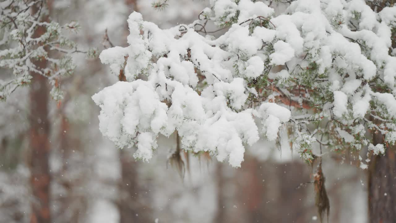 在第一场雪中，雪花慢慢地覆盖在松树的树枝上。慢动作视差视频。视频素材