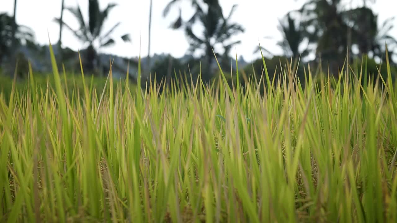 白水稻视频素材