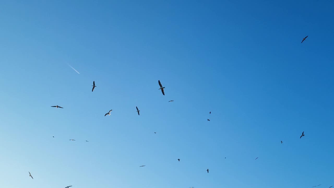 海鸥鸟群飞越化学条纹飞机，运输野生动物视频下载