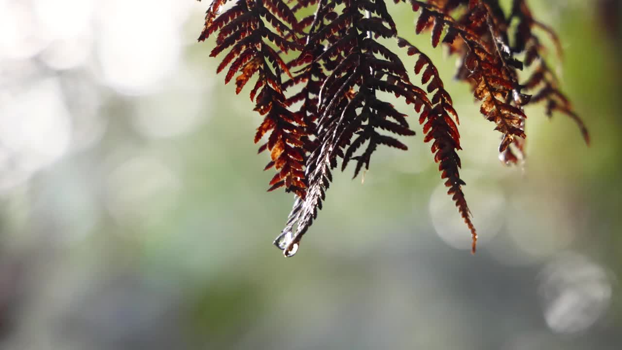 Maits Rest雨林中的树叶视频素材