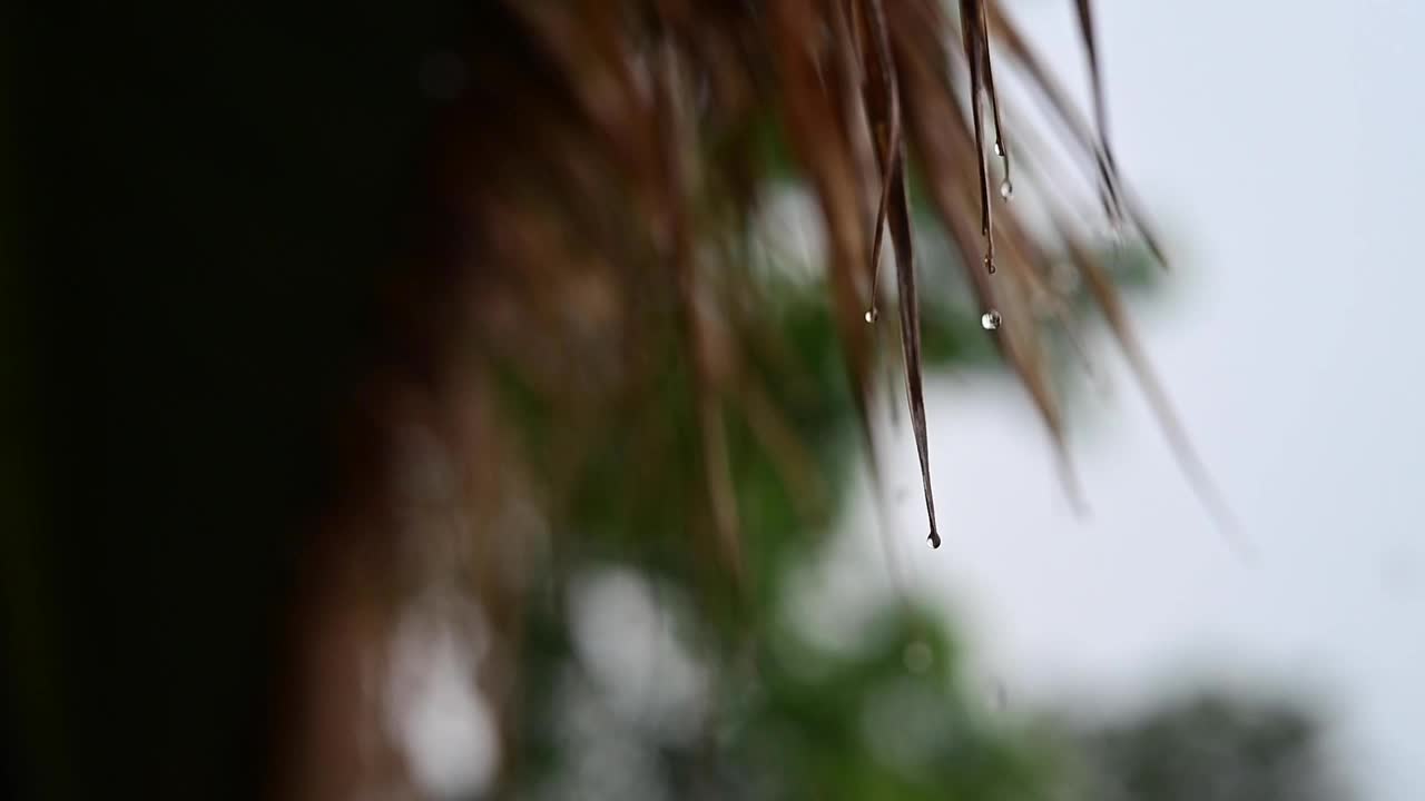 在宁静祥和的气氛中，雨从屋顶缓缓落下，每一滴都在空中悬了一会儿，然后汇入下面的水坑。视频下载