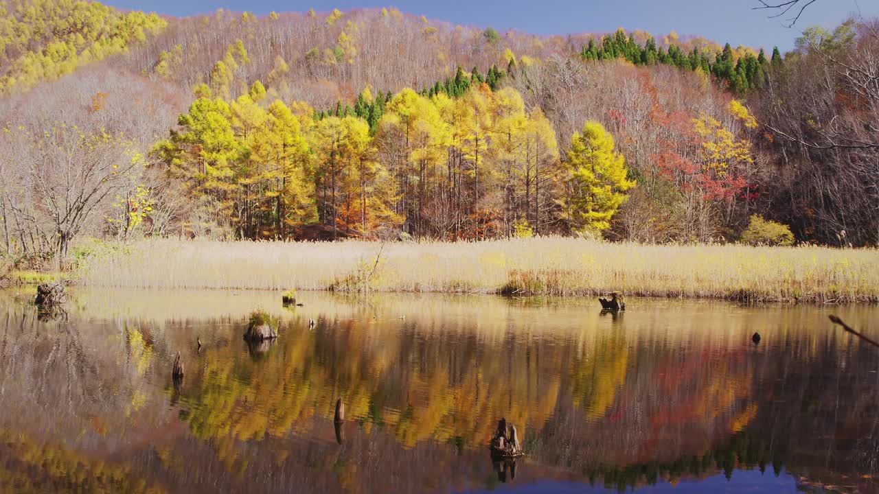 秋日，日本福岛县菅野沼森林公园视频素材