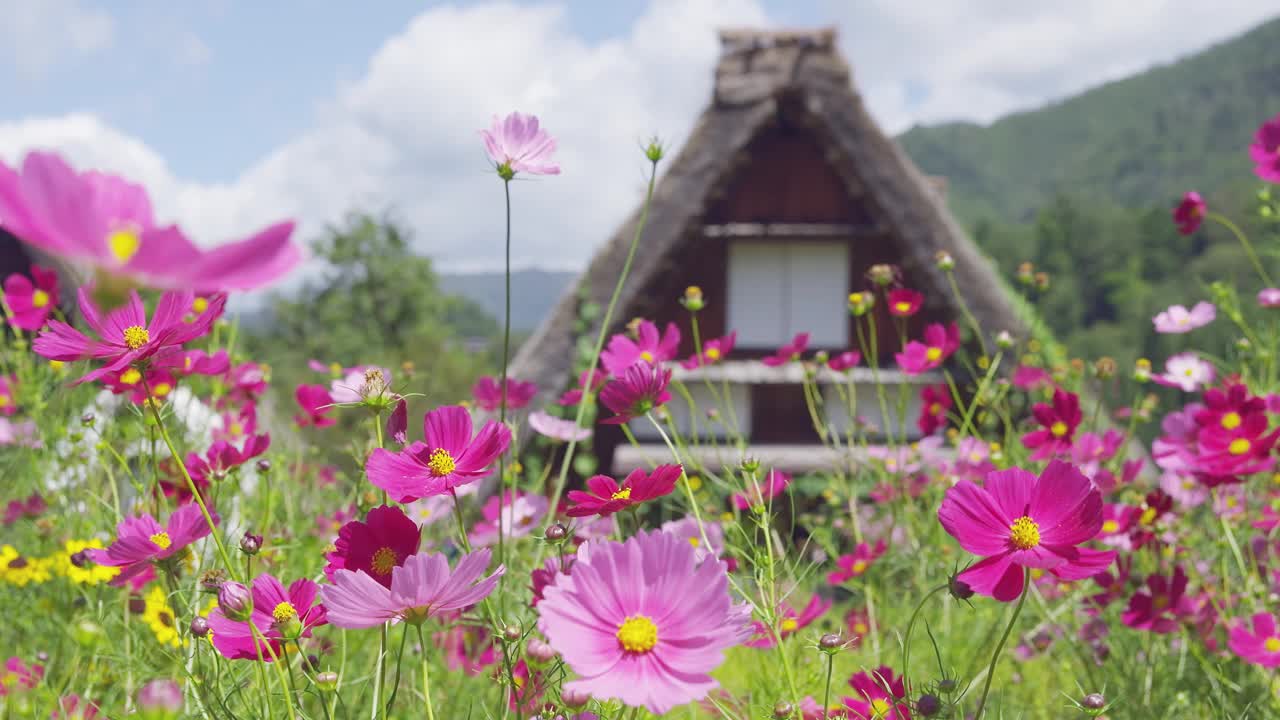 春花盛开在日本岐阜县白川乡和五山的历史村落视频素材