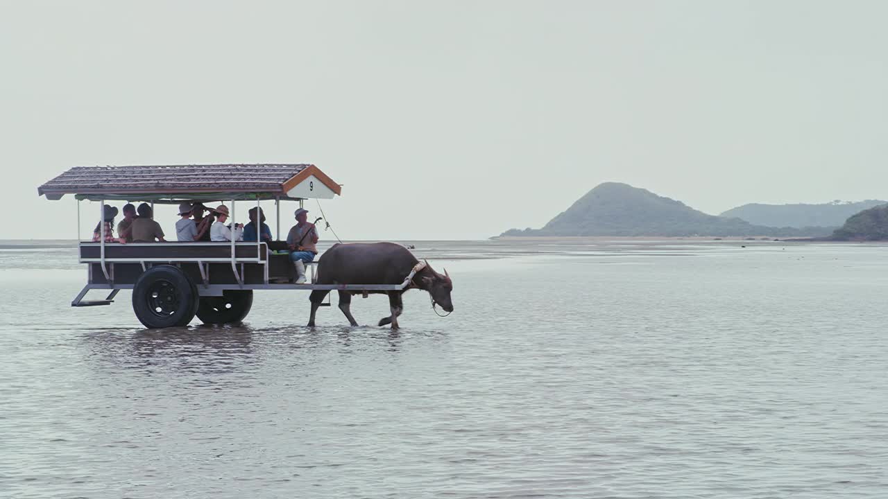 WS PAN TS水牛马车沿着海岸行驶，日本冲绳县石垣市视频下载