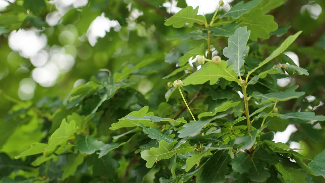 初季绿色的小橡树橡子在野生森林的树枝上近照视频素材