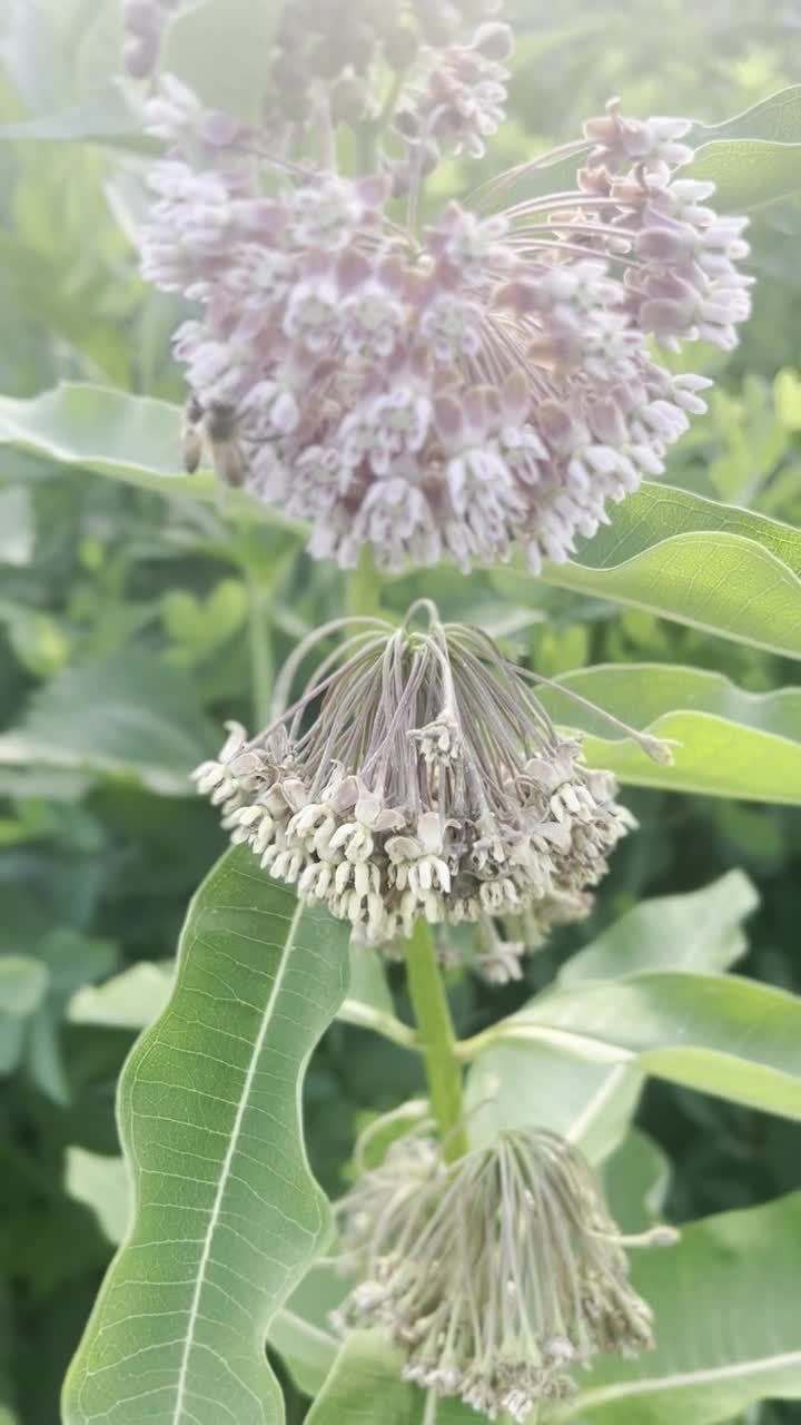 马利筋植物上的蜜蜂视频下载