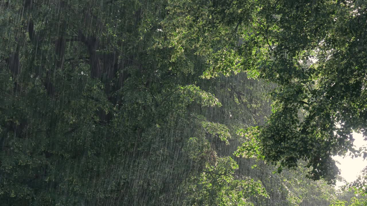 夏雨和开花的椴树雨视频下载