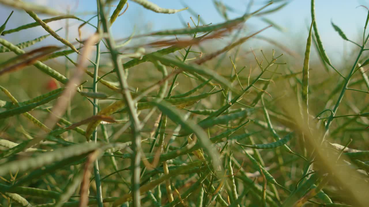 油菜籽、油菜籽农业领域。花开后的春天蓝天下美丽的油菜籽视频素材