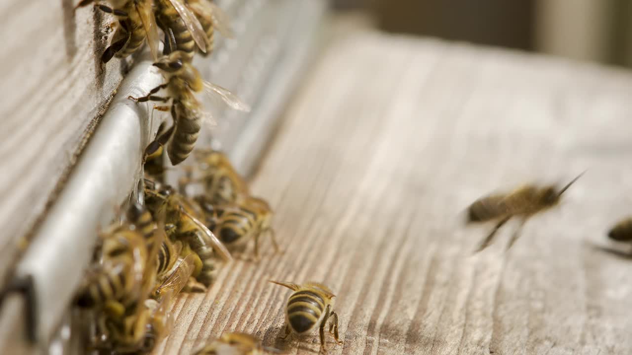 现代养蜂，蜜蜂飞出飞进木蜂巢入口，近距离观察视频素材