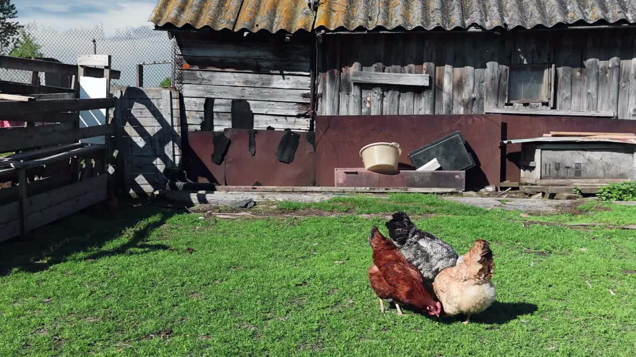 在一个阳光明媚的日子里，鸡在谷仓院子里吃草，周围是田园诗般的乡村视频下载