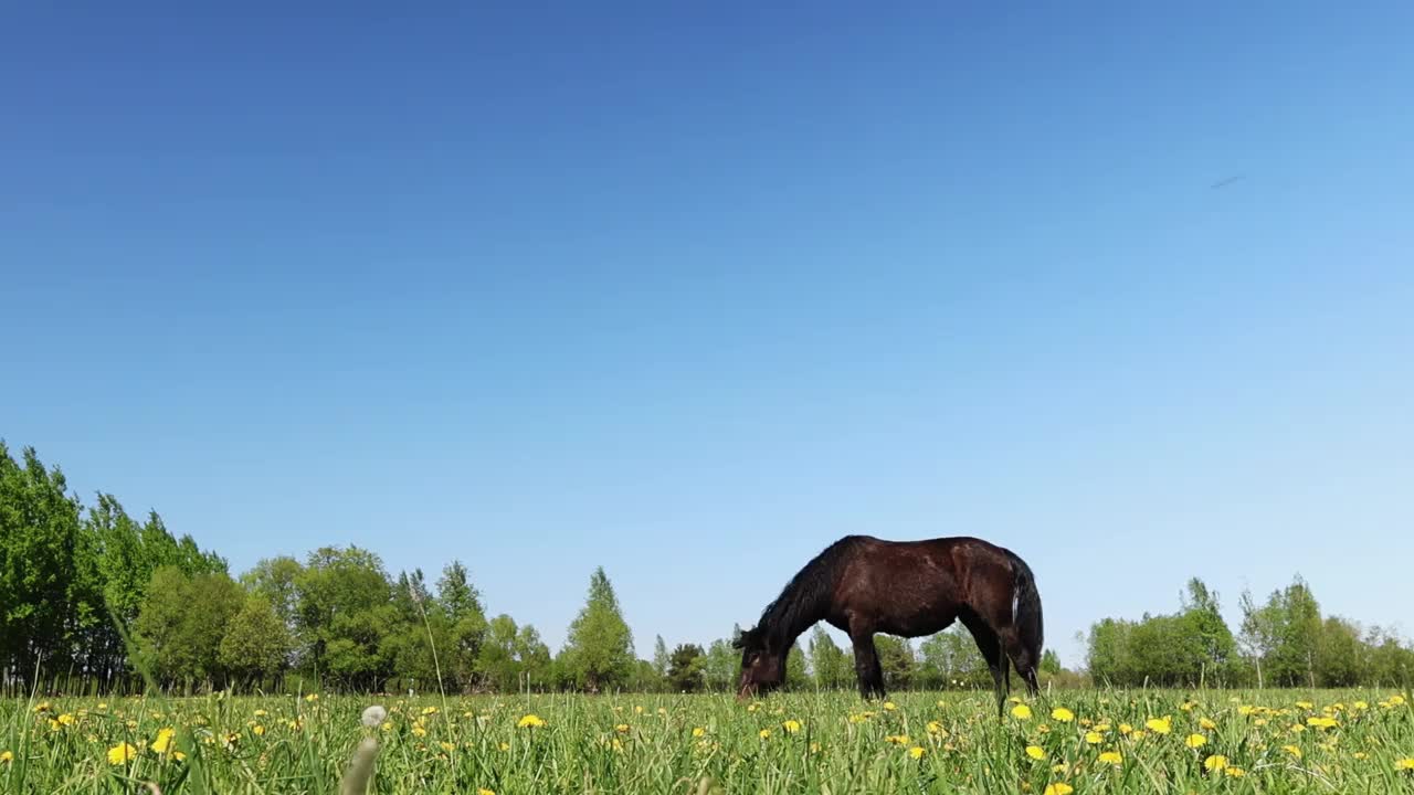 一匹马在阳光明媚的草地上平静地吃草，体现了乡村的美丽和宁静视频下载