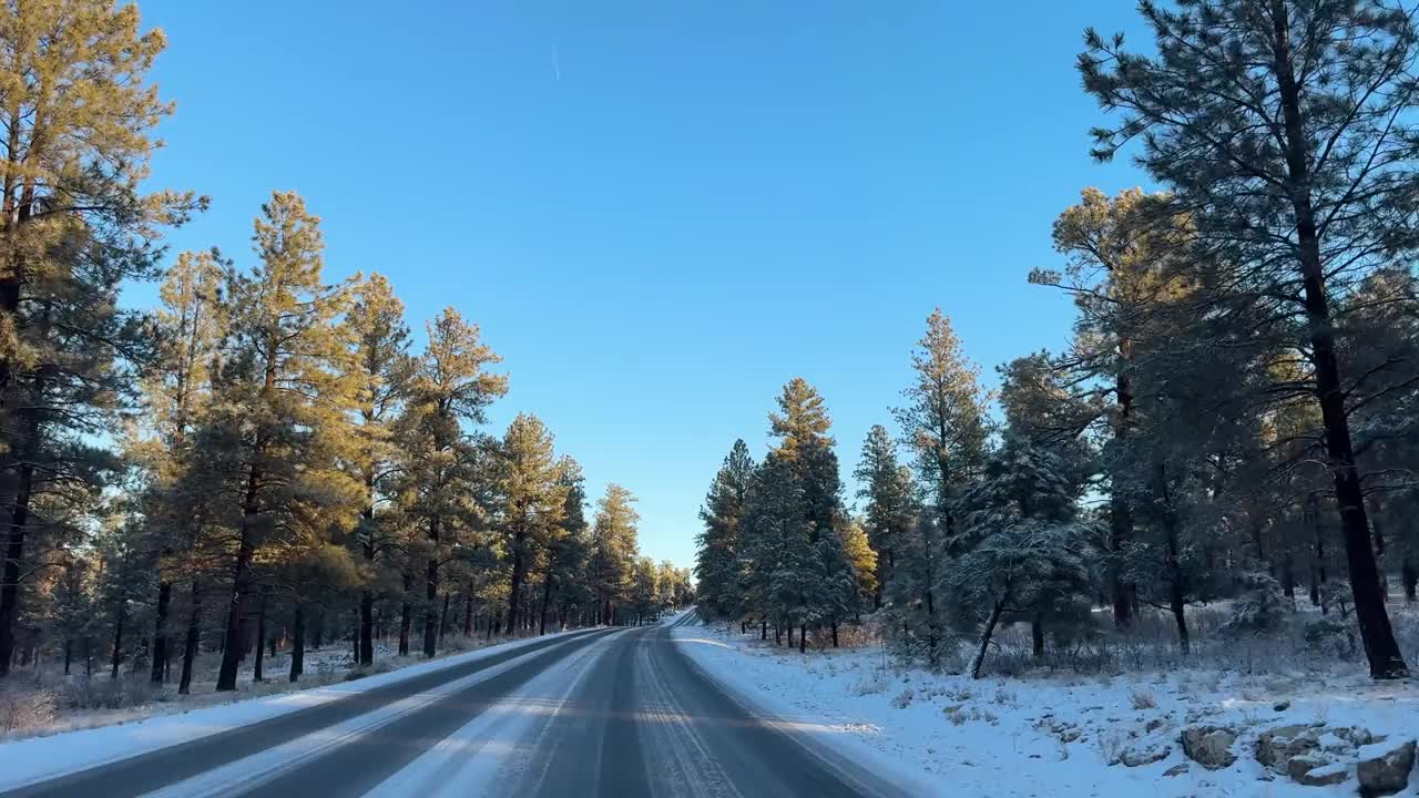 松林中的雪路视频下载