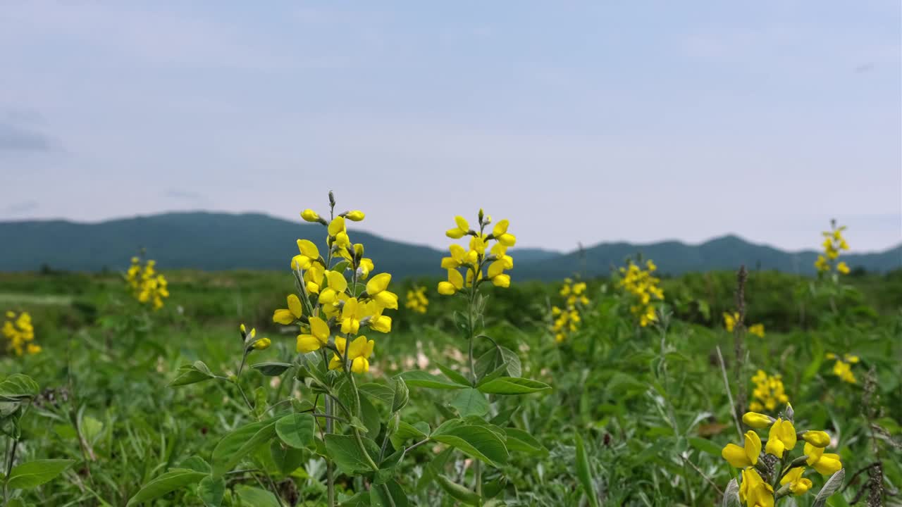 以高山蓝天为背景的盛开的热风。夏天的风景。视频下载