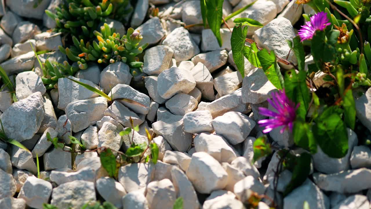 美丽的冰花在草坪上的石头之间。双生冰草(Delosperma cooperi, Mesembryanthemum cooperi)，尾冰植物，耐寒冰草或粉红地毯，是一种矮生多年生植物。克罗地亚罗维尼——2024年5月31日视频下载