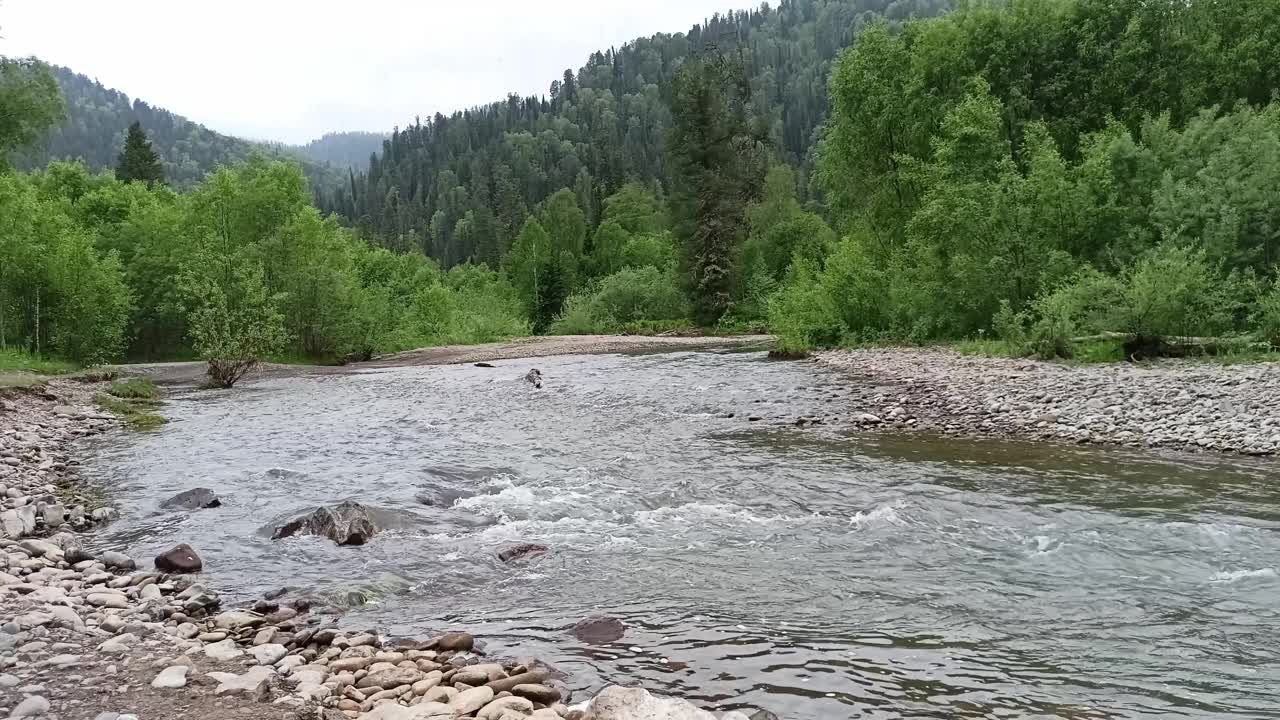 在一个阴天，一条浅河的河床拐弯处，有卵石的河岸从山上流下，穿过夏季的森林。视频下载