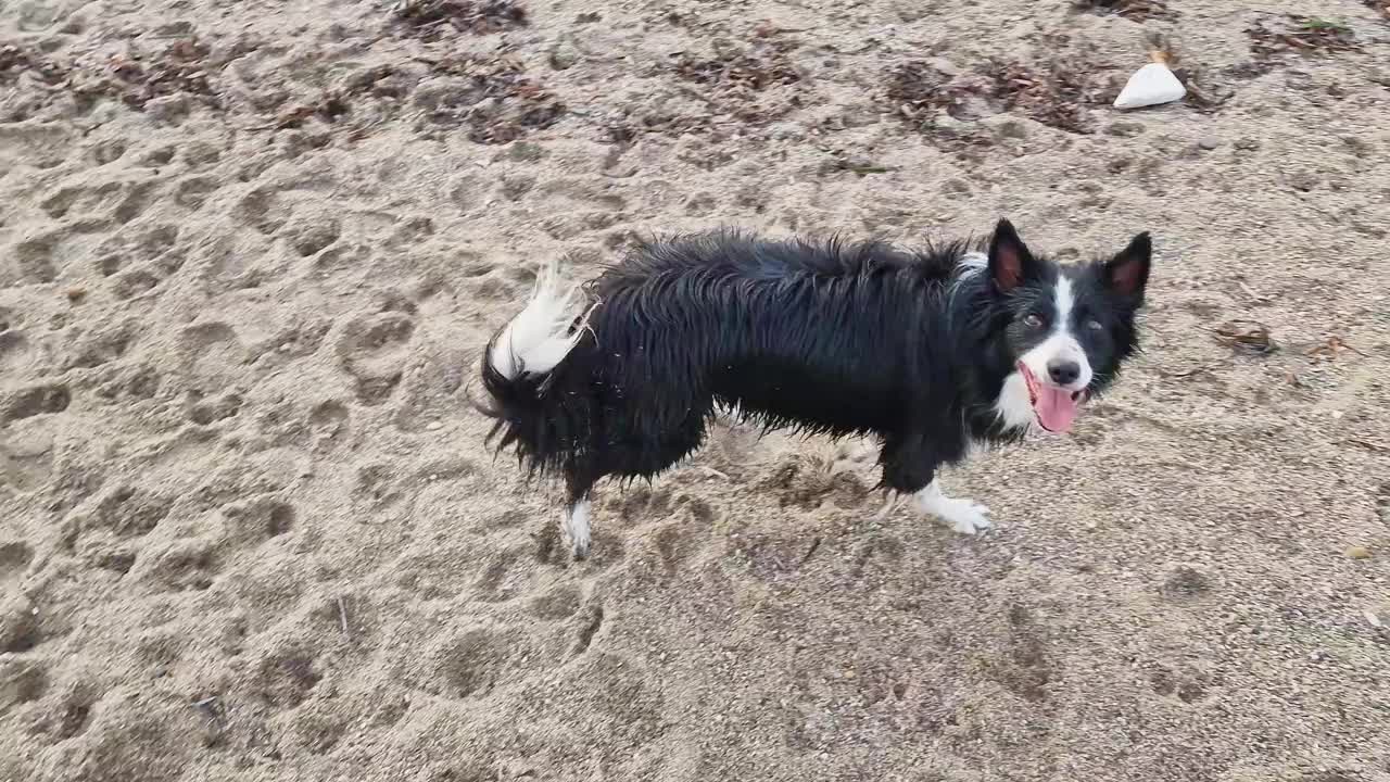 一张以卵石滩为背景的全长边境牧羊犬的肖像视频下载