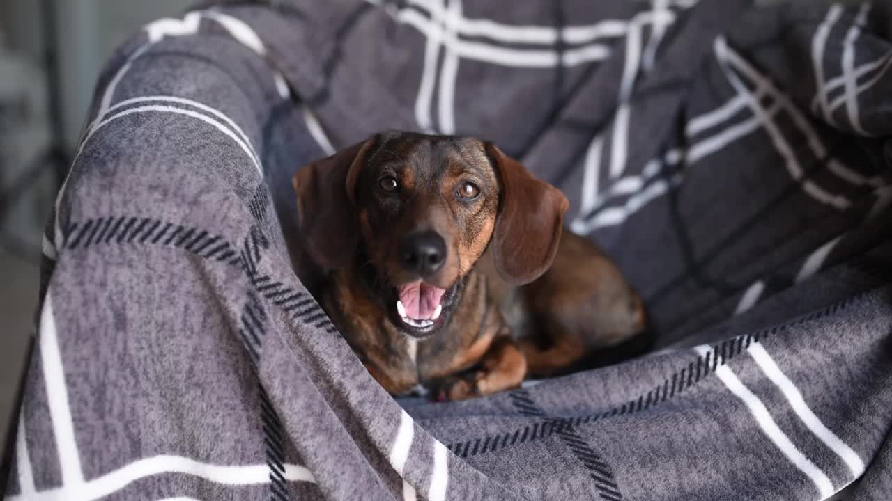 一只棕色腊肠犬在灰色背景上打着哈欠视频下载