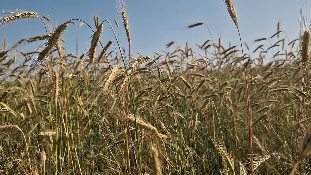 黑麦穗在风中摇曳的特写视频下载