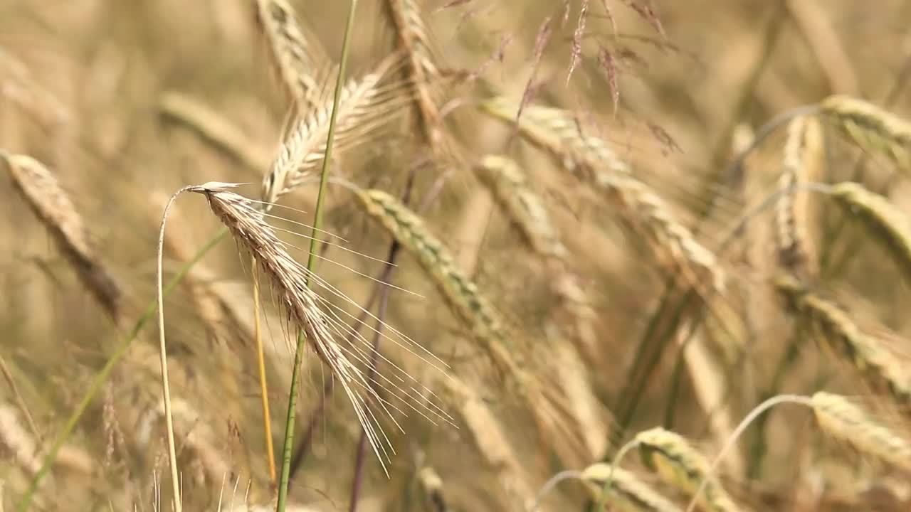 黑麦穗在风中摇曳的特写视频下载