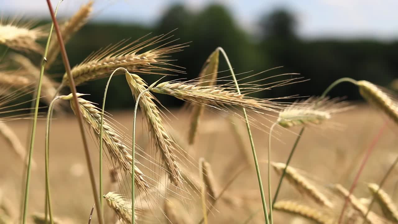 黑麦穗在风中摇曳的特写视频素材