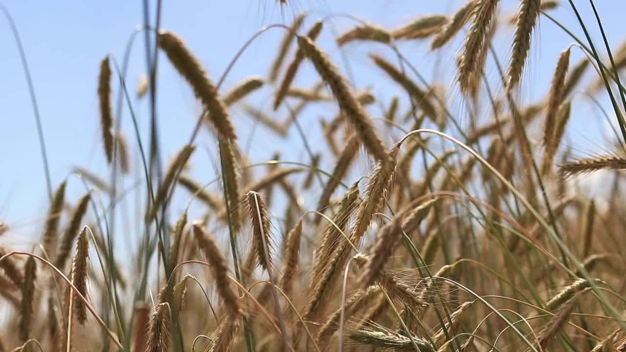 黑麦穗在风中摇曳的特写视频下载