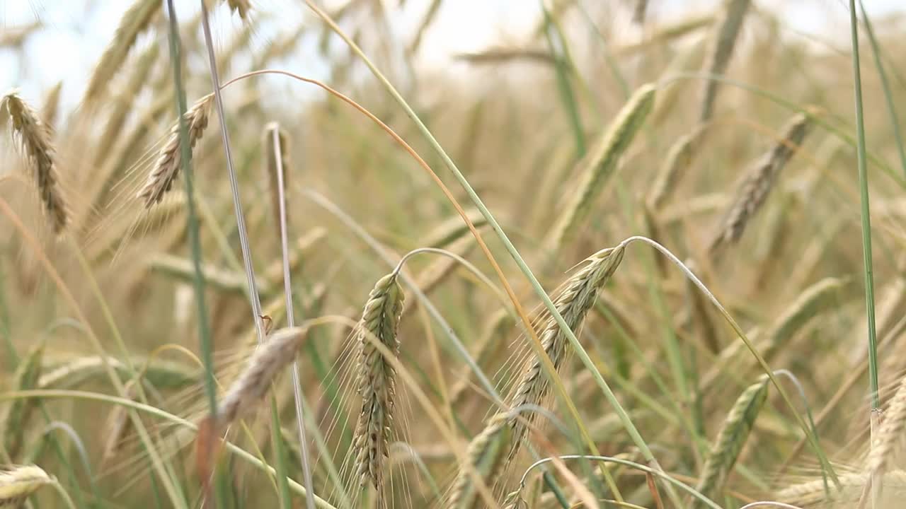 黑麦穗在风中摇曳的特写视频下载