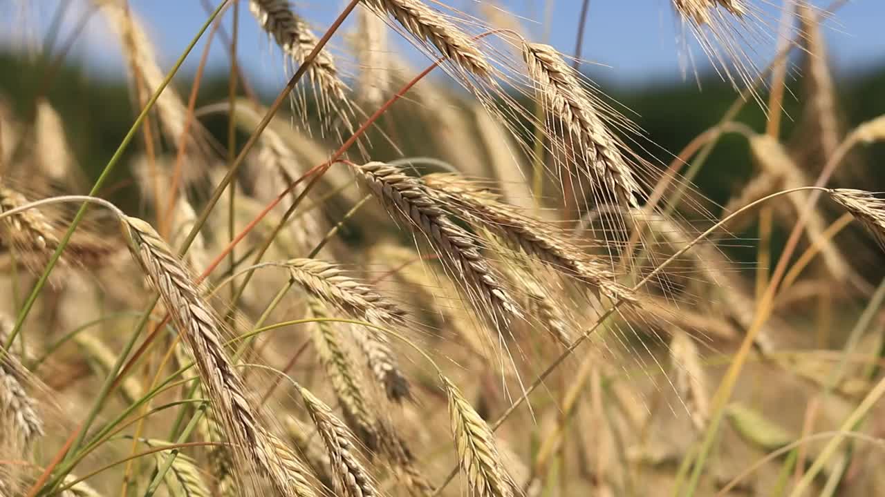 黑麦穗在风中摇曳的特写视频素材