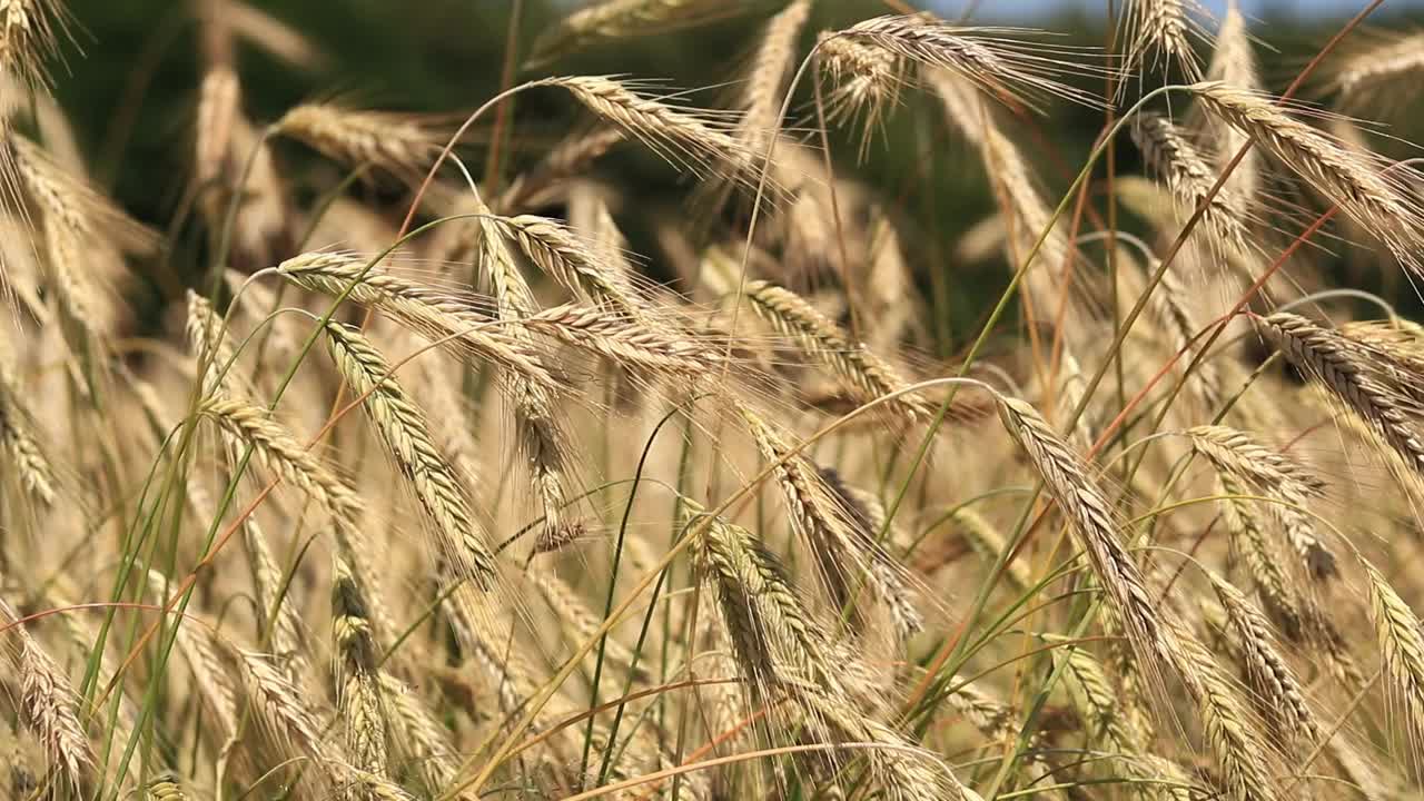 黑麦穗在风中摇曳的特写视频素材