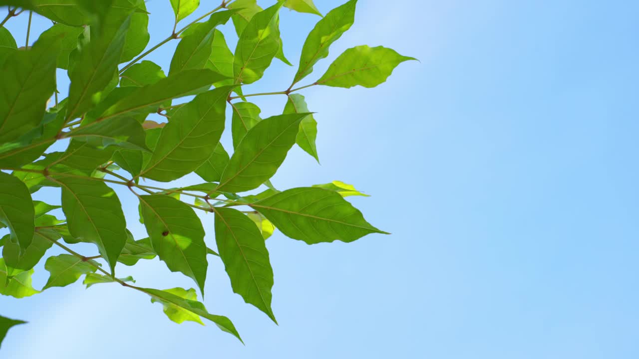 自然和景观的概念，热带树木与天空在春天视频素材