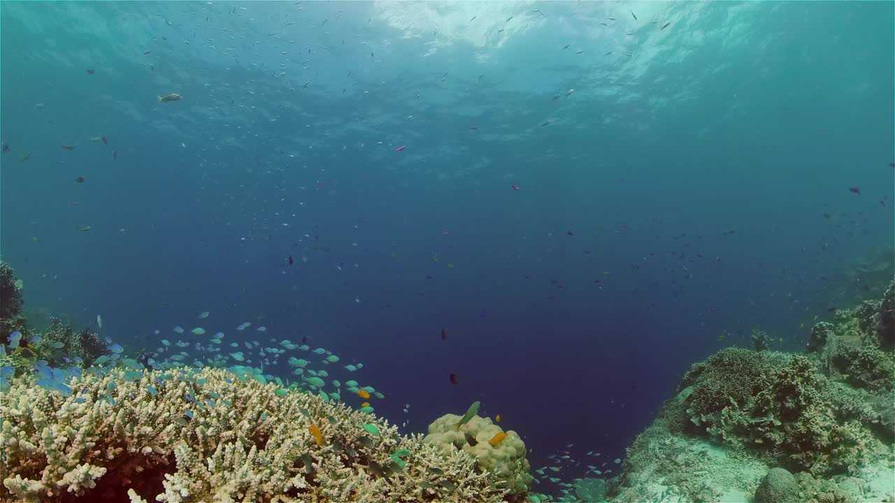 珊瑚礁的海底世界。菲律宾。视频素材