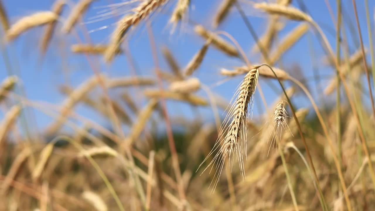 黑麦穗在风中摇曳的特写视频素材